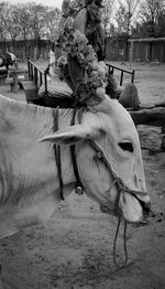 View of a horse