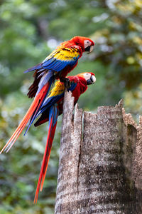 Close-up of bird perching on rock