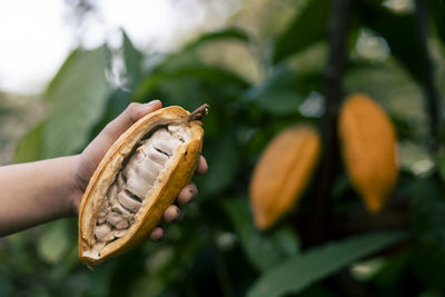 Selective focus the white pulp of the bright yellow cocoa in the hands of a large cocoa farmer