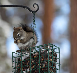 Red squirrel on the feeder