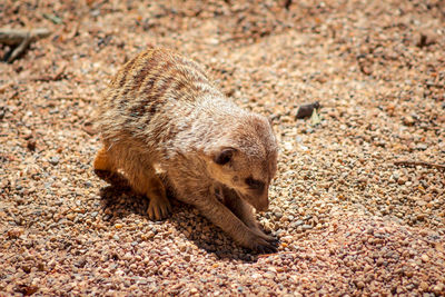 Meerkat digging for bugs in the sand at the zoo