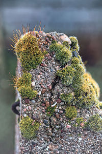 Close-up of cactus plant growing on rock