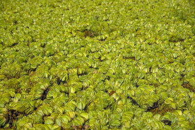 Full frame shot of fresh green leaves on field