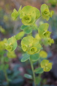 Close-up of green flowering plant