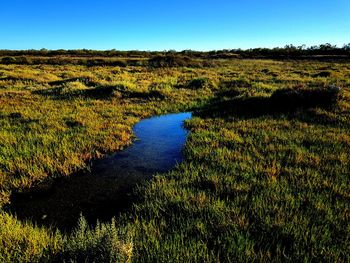 Scenic view of landscape against clear blue sky