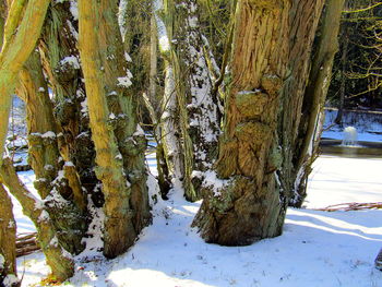 Trees on snow covered landscape