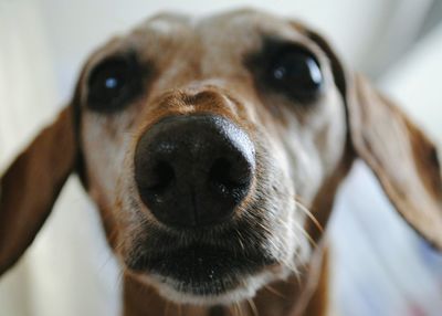 Close-up portrait of dog