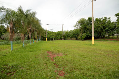 Trees on field against sky