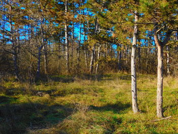 Trees on grassy field