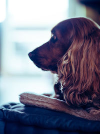 Close-up of a dog looking away