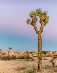 Plant against clear sky