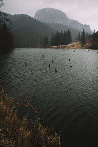 Swans swimming in lake against sky