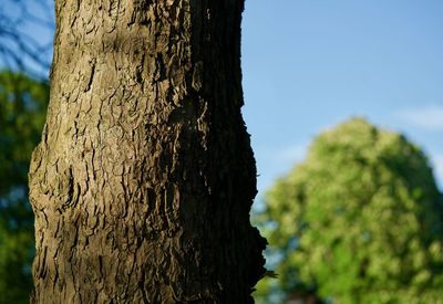 Close-up of tree trunk against sky