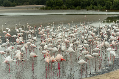 Flock of birds in lake