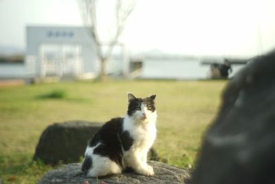 mammal
