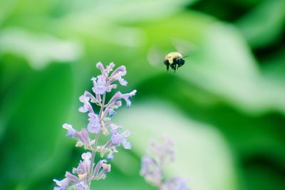 Close-up of bee pollinating on purple flower