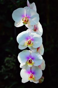 Close-up of white flowers blooming outdoors