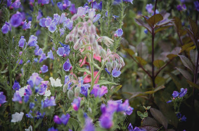 Close-up of purple flowering plants in park