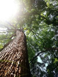 Low angle view of trees