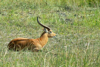 Side view of deer on field