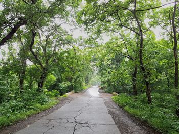 Road amidst trees against sky