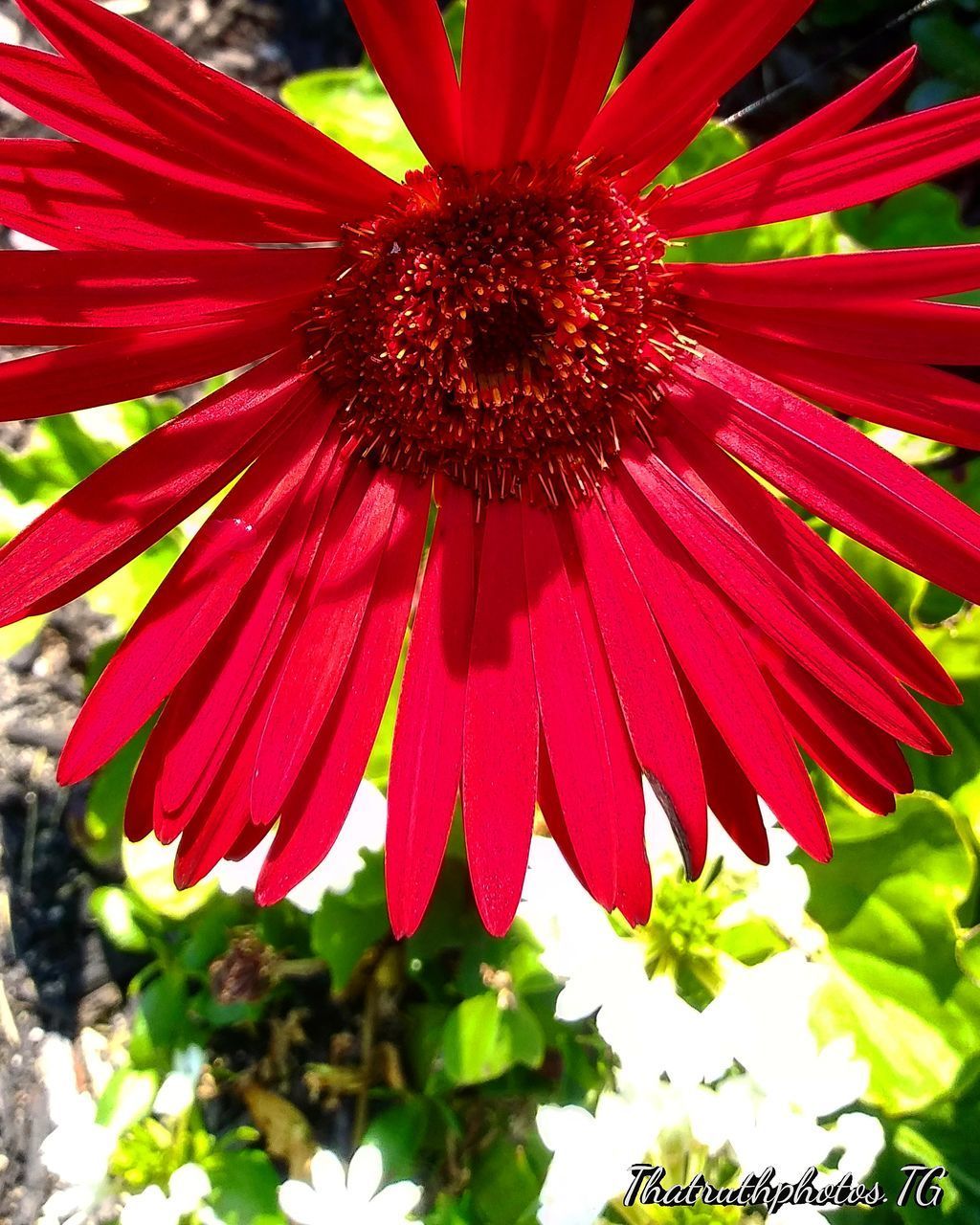 CLOSE-UP OF RED GERBERA DAISY