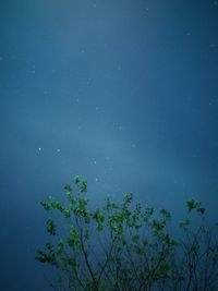 Low angle view of tree against sky at night