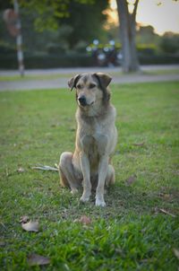 Portrait of dog sitting on field