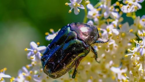 Close-up of insect on flower