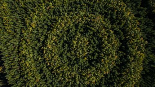 Aerial view of lush forest
