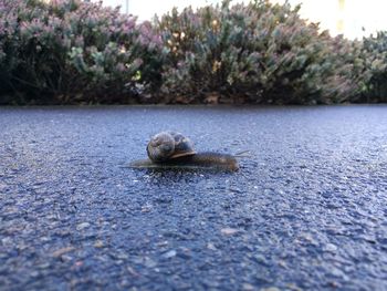 Close-up of a lizard on ground