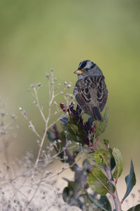 Close-up of bird perching on plant