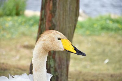 Close-up of bird against blurred background