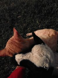 High angle view of a dog sleeping