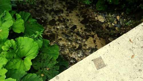 High angle view of leaves on rock