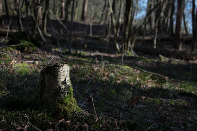 Close-up of tree stump on field