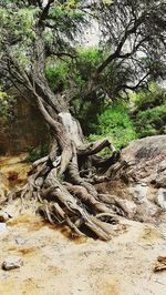 Tree trunk in forest