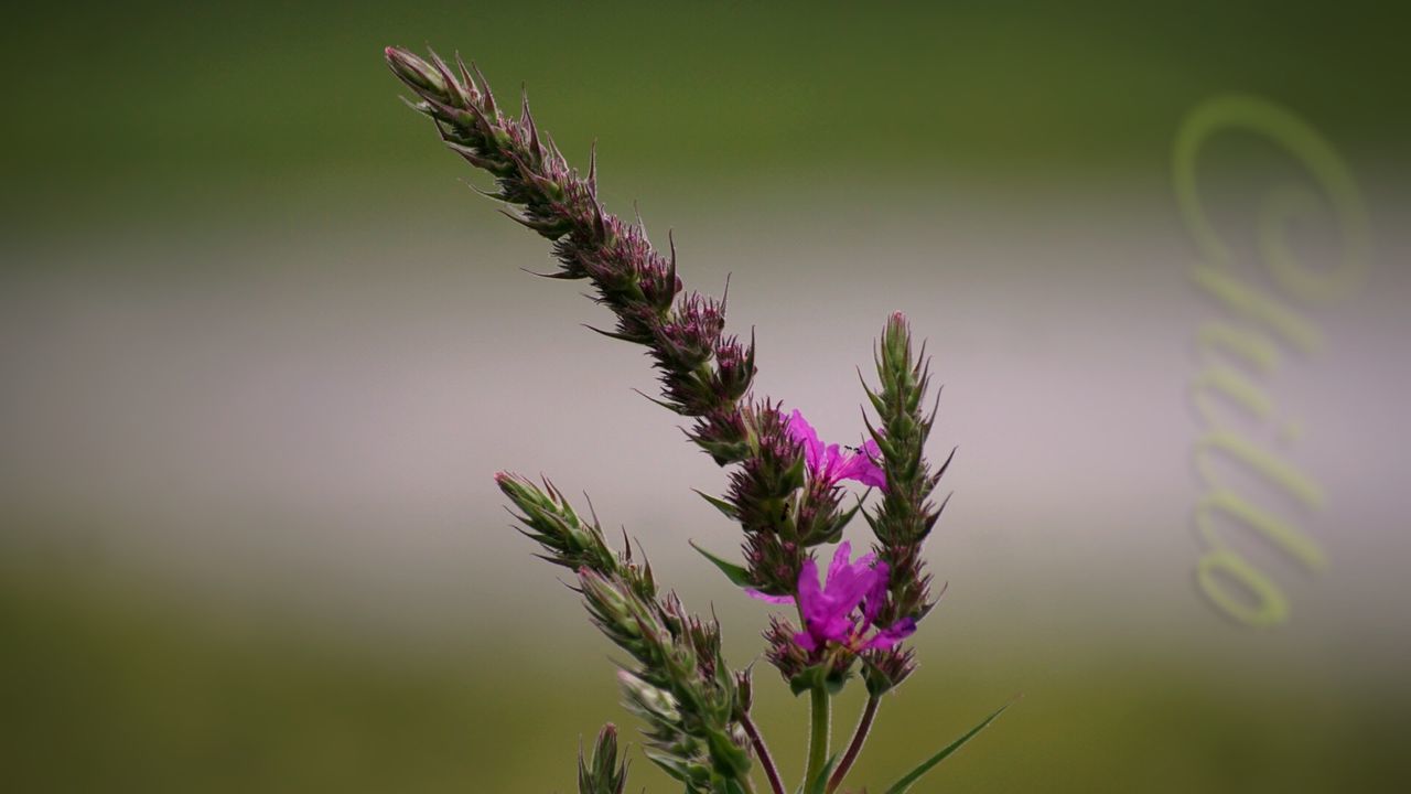 flower, growth, fragility, freshness, focus on foreground, plant, beauty in nature, close-up, stem, nature, purple, flower head, petal, selective focus, blooming, wildflower, in bloom, field, botany, outdoors