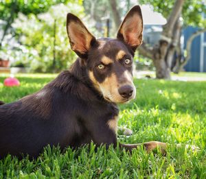 Portrait of dog sitting on grass