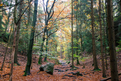 Trees in forest during autumn