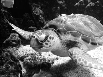 Close-up of turtle swimming in sea
