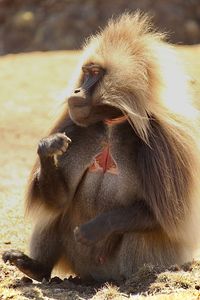 Bleeding heart monkey, gelada baboon sitting on the grass