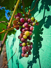 Low angle view of grapes growing on tree