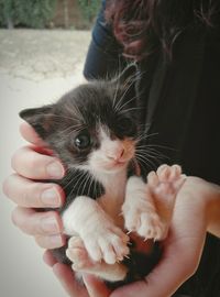 Close-up of cropped hand holding cat