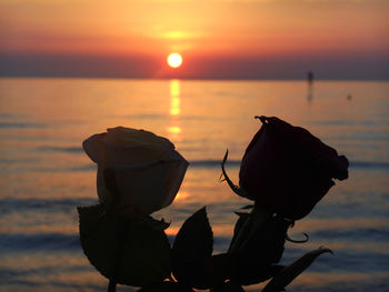 Close-up of silhouette crab on beach against sky during sunset