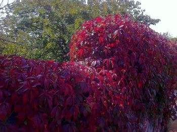 Close-up of red flowers blooming on tree