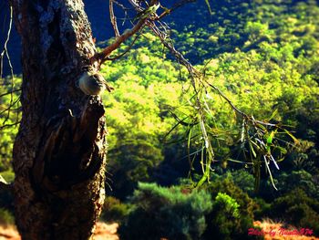 Close-up of tree trunk in forest