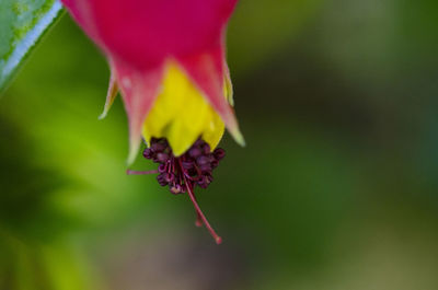 Close-up of insect on flower