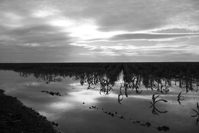 Scenic view of water in a corn field