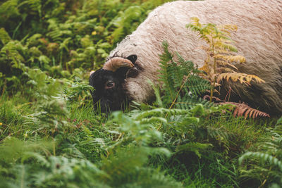 View of an animal on land